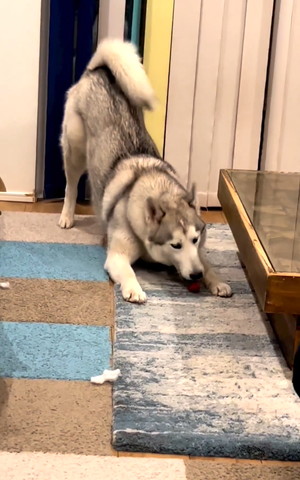 お尻くわえてイチゴくわえるワンコ