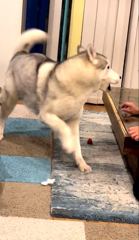 吠えてるワンコ