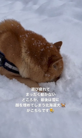 雪の中に顔ツッコむワンコ