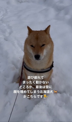雪の中座ってるワンコ近く