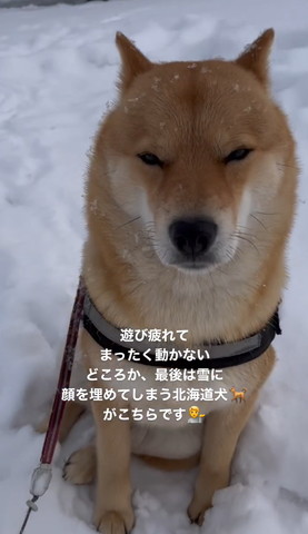 雪の中座ってるワンコ正面