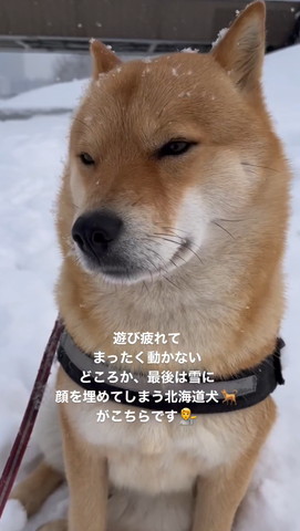 雪の中座ってるワンコアップ斜め横顔