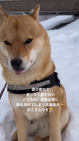 雪の中座って舌だしてるワンコ