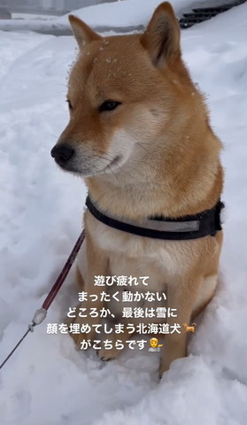 雪の中座ってるワンコ全体図