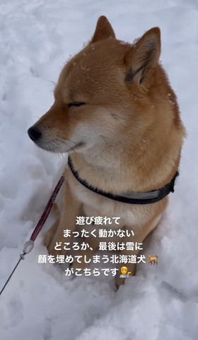 雪の中座って目つむるワンコ上から