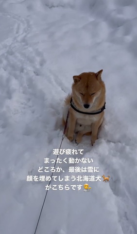 雪の中座ってるワンコ少し遠くから上アングル