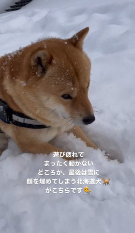 雪の中伏せするワンコ