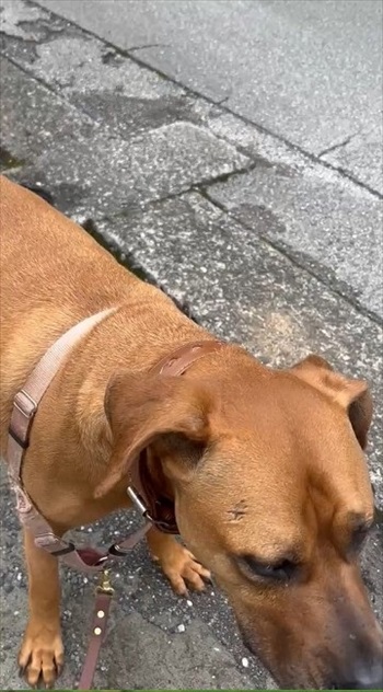 犬猫