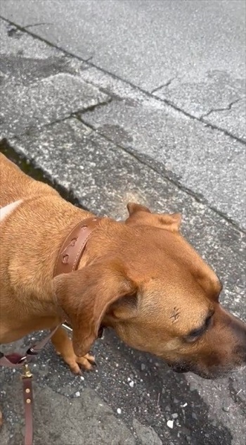 バイカーさんに会えなかったワンちゃん