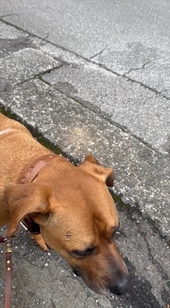 バイカーさんに会えなかったワンちゃん