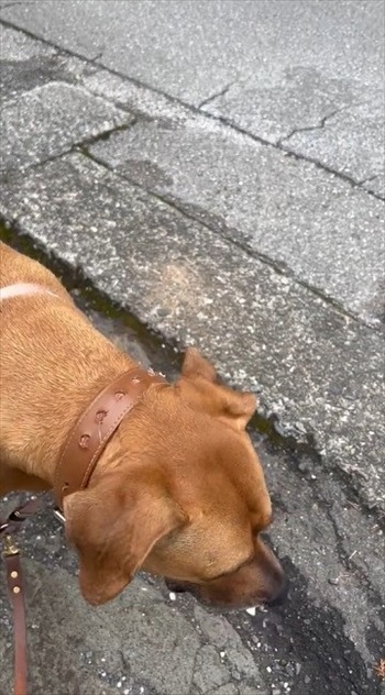 バイカーさんに会えなかったワンちゃん