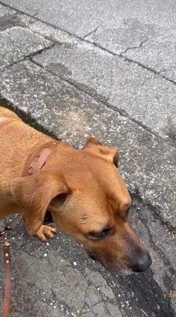 バイカーさんに会えなかったワンちゃん