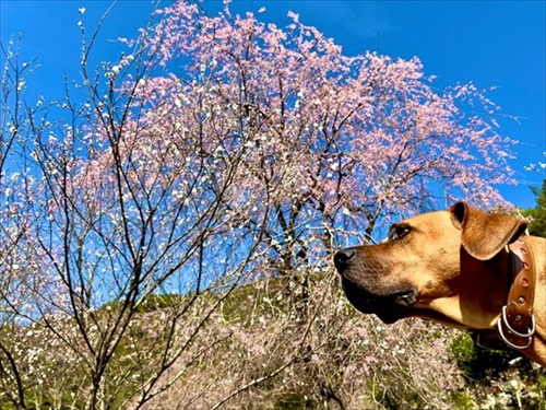 バイカーさんに会えなかったワンちゃん