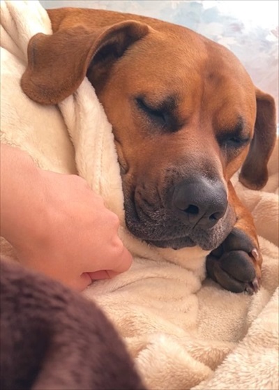 バイカーさんに会えなかったワンちゃん