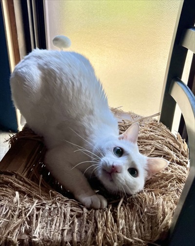 バイカーさんに会えなかったワンちゃん