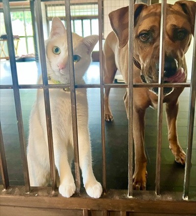 バイカーさんに会えなかったワンちゃん