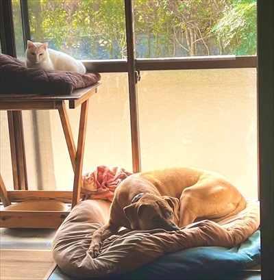 バイカーさんに会えなかったワンちゃん