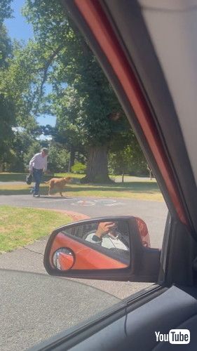 おじいちゃんのペースに合わせて歩く犬