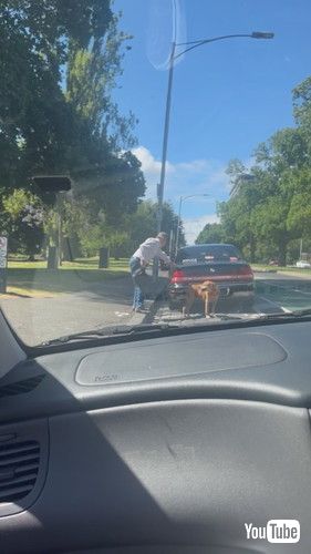 おじいちゃんのペースに合わせて歩く犬