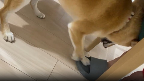 スリッパをホリホリするワンコ左前足前