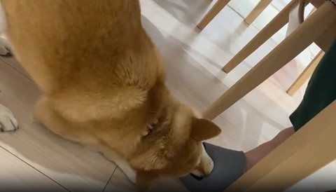 スリッパくわえてるワンコ横から