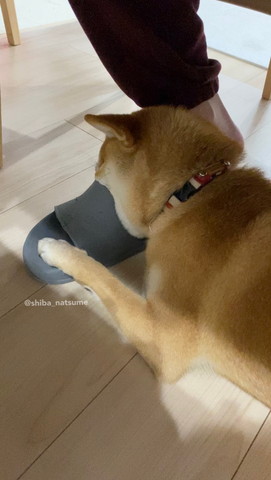 スリッパくわえてるワンコ後ろ姿