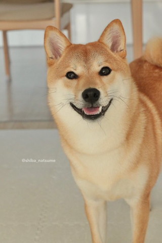 笑顔ワンコ正面