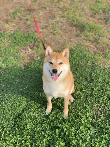 笑顔でお座りワンコ外