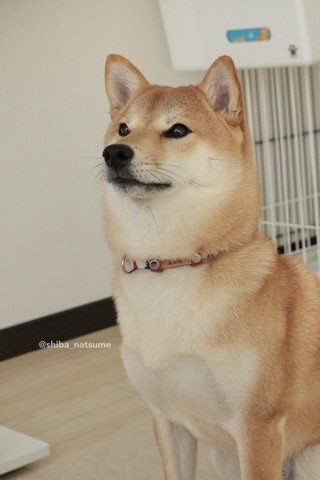 キリッとしてるワンコ横顔