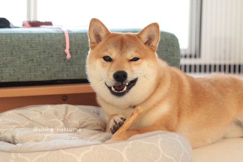 前足でおやつ持ってるワンコ