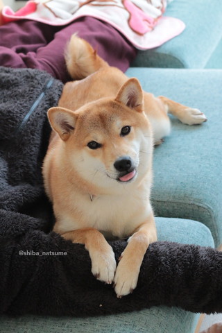 舌だしてるワンコ