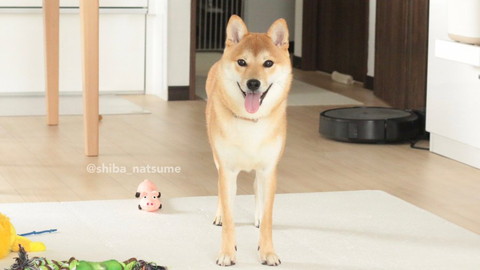 足の長いワンコ