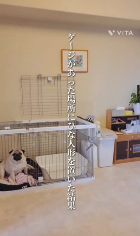 ケージに入るワンコ
