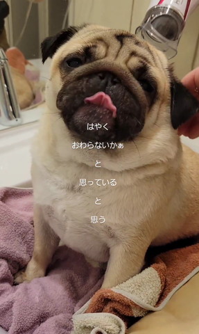 ドライヤーとワンコ