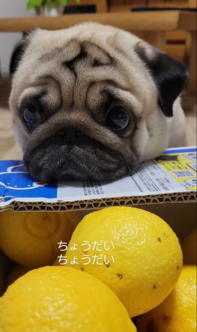 みかんとワンコ