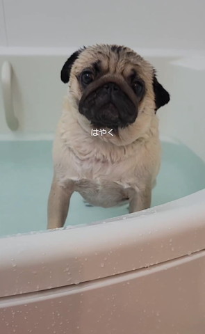 お風呂入るワンコ