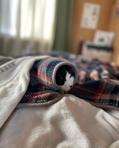 毛布にくるまる猫