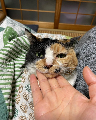 アゴくいされる猫