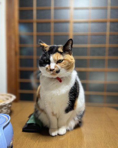 お座りしてる猫