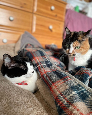 はちわれ猫と三毛猫