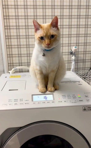 洗濯機の上で下見る猫