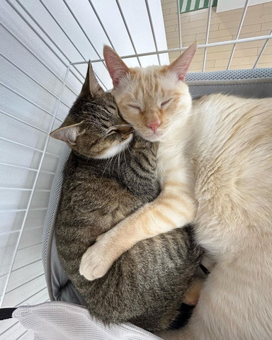 子猫を抱きしめて寝る猫