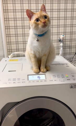 洗濯機の上で首傾げる猫ちゃん