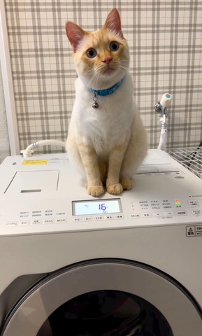 洗濯機の上で前見る猫ちゃん
