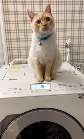 洗濯機の上で前見る猫ちゃん左耳が少し横向いてる