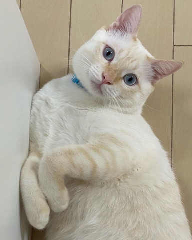 まどろんでる猫