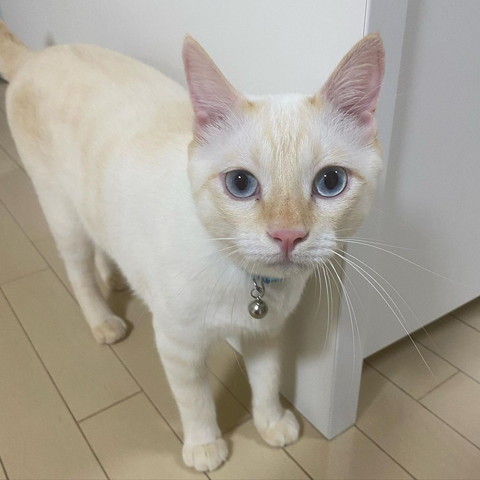 4足立ちカメラ目線猫