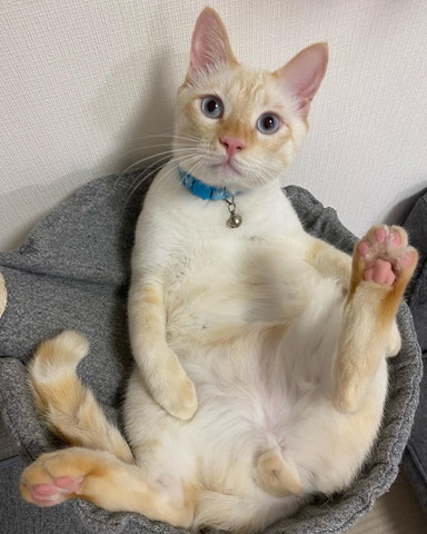 ハンモックの上にいる猫