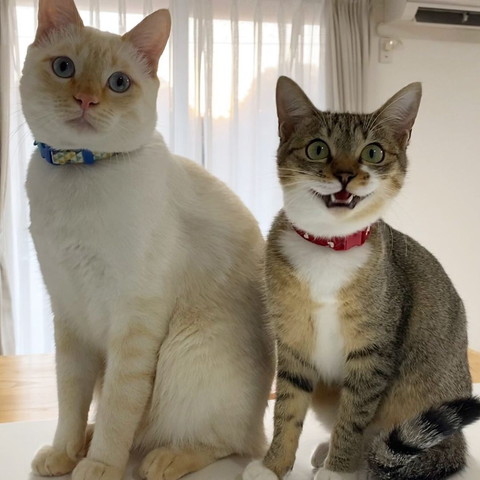お座りする猫2匹