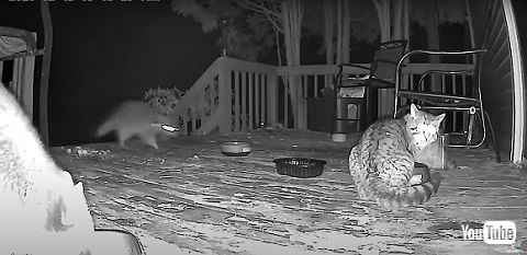 猫とアライグマ